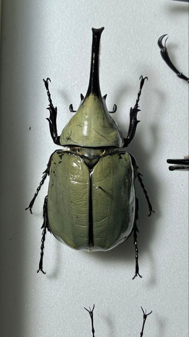 Insect Specimen: Large Grant's White Beetle, Almost No Black Spots, 78mm, Farmed Specimen